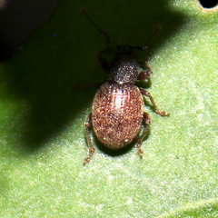 Otiorhynchus smreczynskii