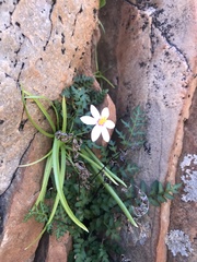 Pauridia etesionamibensis