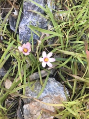 Pauridia etesionamibensis