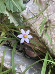 Pauridia etesionamibensis