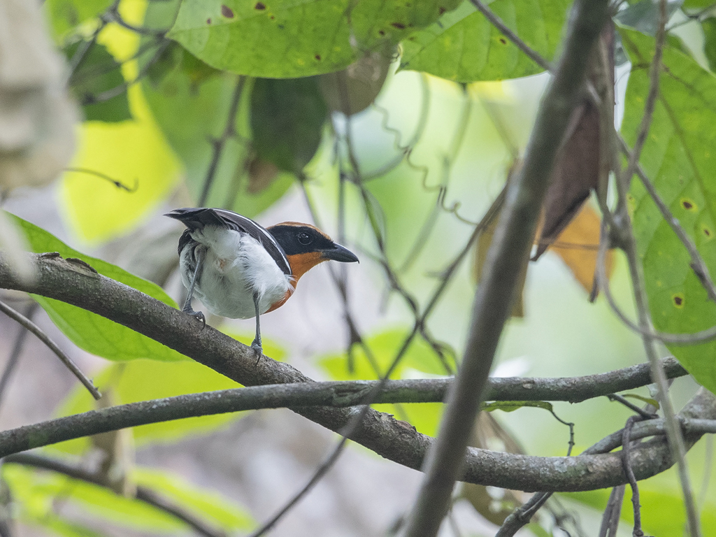Braun's Bushshrike