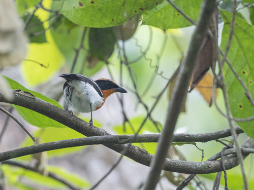 Braun's Bushshrike
