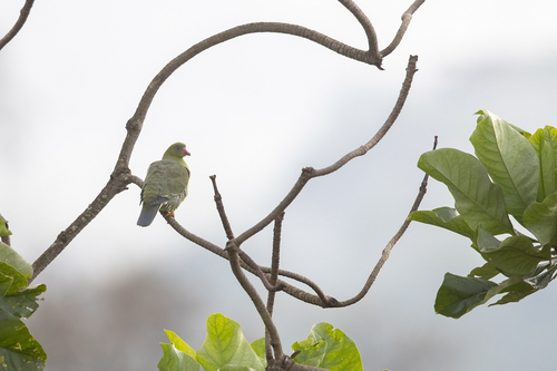 African Green-Pigeon