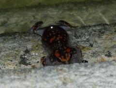 Phrynomantis annectens