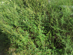 Lespedeza tomentosa