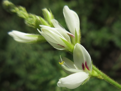 Lespedeza tomentosa