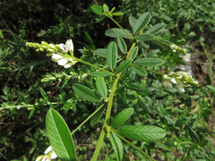 Lespedeza tomentosa