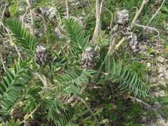 Astragalus alopecurus