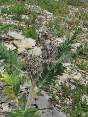 Astragalus alopecurus