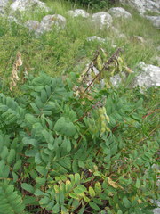 Hedysarum caucasicum