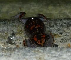 Phrynomantis annectens