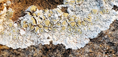 Lecanora valesiaca