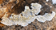 Lecanora valesiaca