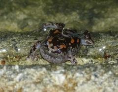Phrynomantis annectens