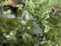 Gentianella grisebachii