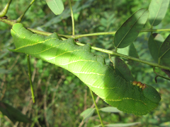 Clanis bilineata