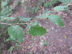 Betula dauurica