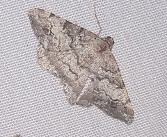 Macaria granitata