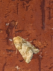 Lepidoptera