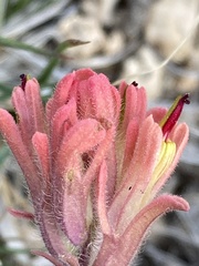 Castilleja praeterita