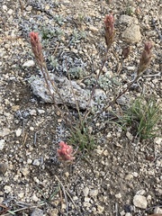 Castilleja praeterita