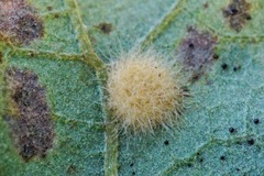 Janetia cerris