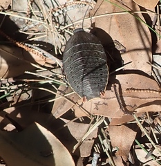 Polyzosteria limbata