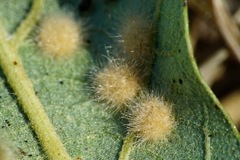 Janetia cerris