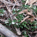 Stenanthemum pimeleoides - Photo Sem direitos reservados, uploaded by Cowirrie