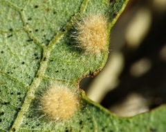 Janetia cerris