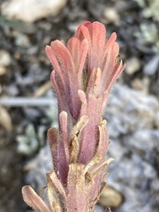 Castilleja praeterita