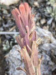 Castilleja praeterita