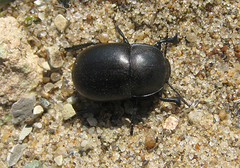 Platyscelis hypolithos