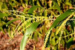 Acacia leptocarpa