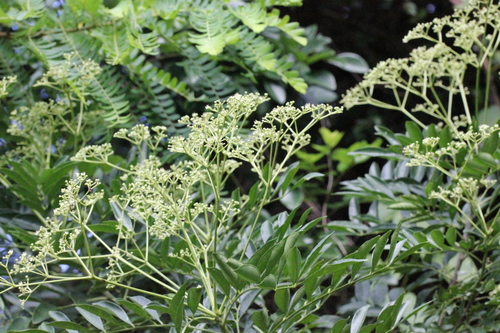 Image of Zanthoxylum avicennae by no rights reserved