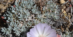 Eriogonum kennedyi