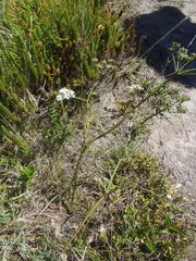 Lichtensteinia interrupta