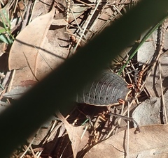 Polyzosteria limbata