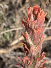 Castilleja praeterita