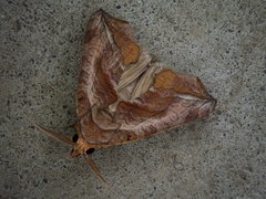 Oraesia emarginata