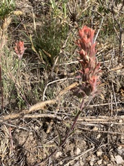 Castilleja praeterita