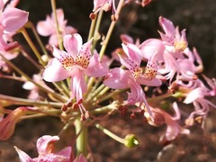 Alstroemeria revoluta