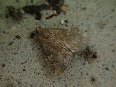 Amyna stellata