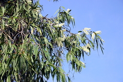 Melaleuca leucadendra