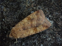 Diarsia canescens