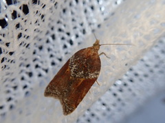 Acleris comariana