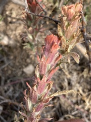 Castilleja praeterita