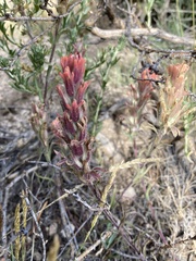 Castilleja praeterita