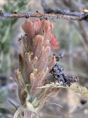 Castilleja praeterita