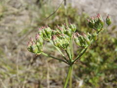 Lichtensteinia interrupta